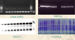 一體化凝膠成像儀如何使用 一體化凝膠成像儀保養要求